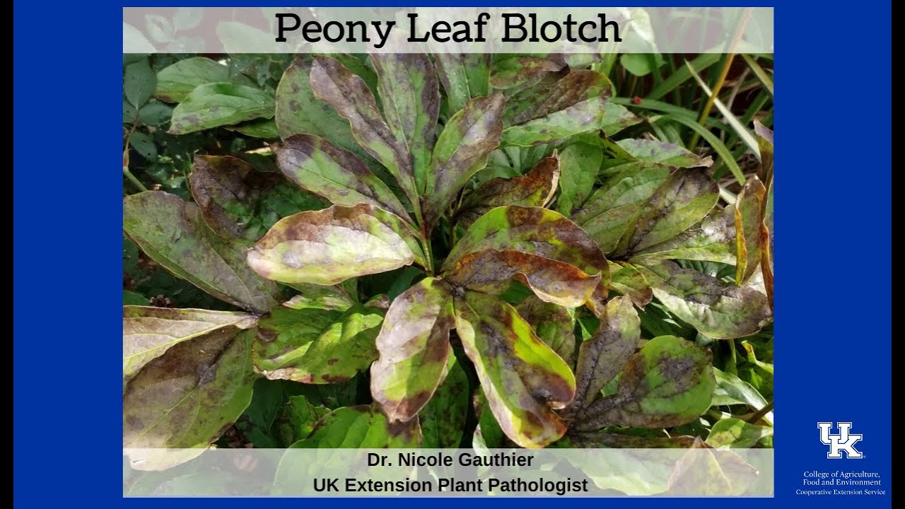 Peony Leaf Blotch - YouTube