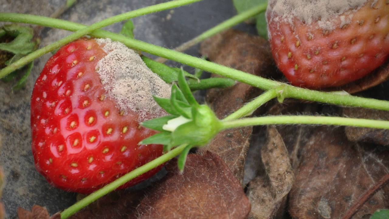 How Botrytis (Grey Mold) Infects A Plant - YouTube