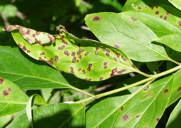 Common Plant Diseases in Your Garden - Grotec Landscape Solutions