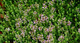 Thyme Tempest: Leaf Spots Strike—Save Your Herb Garden's Fragrance Now!