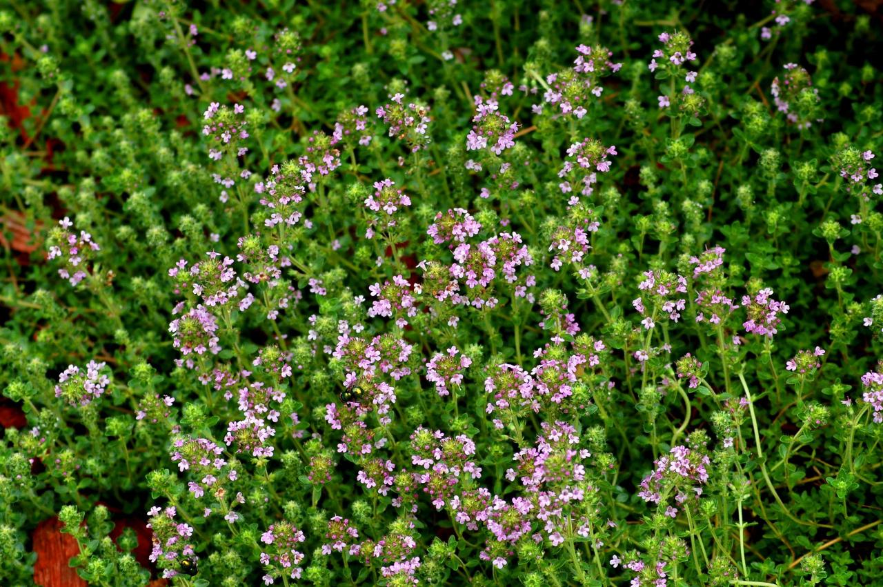 Thyme Tempest: Leaf Spots Strike—Save Your Herb Garden's Fragrance Now!
