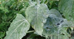 Sunflower Crisis: The Silent Onslaught of Powdery Mildew - Protect Your Golden Giants!