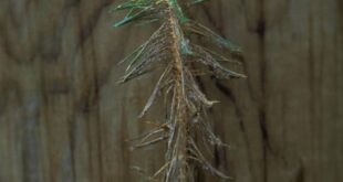 Rosemary Rumble: Gray Mold Catastrophe—Save Your Herb Garden's Crown Jewel Now!
