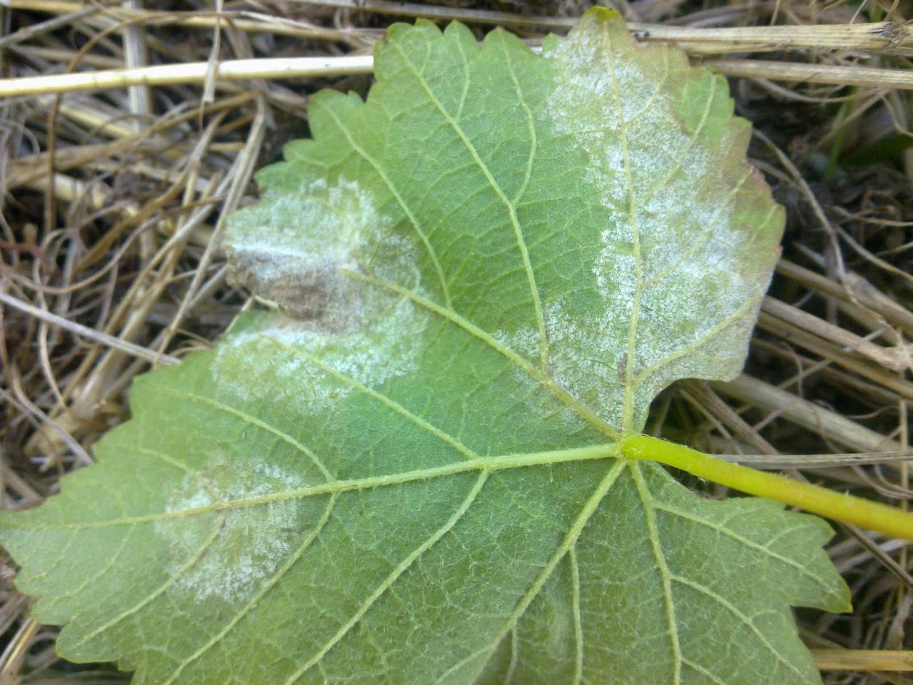 Downy mildew On Passionflower
