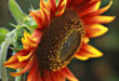 Sunflower Sizzle: Gray Mold Disaster—Fight Back for Floral Radiance Now!