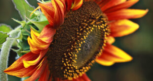 Sunflower Sizzle: Gray Mold Disaster—Fight Back for Floral Radiance Now!