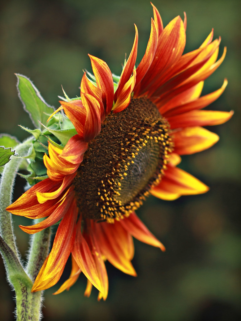 Sunflower Sizzle: Gray Mold Disaster—Fight Back for Floral Radiance Now!
