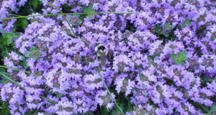 Thyme Tempest: Botrytis Strikes—Save Your Herb Garden's Fragrance Now!