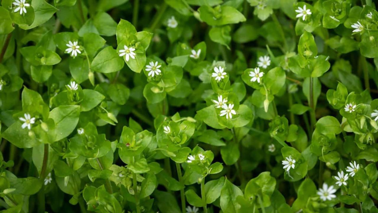 Chickweed Showdown: Botrytis on the Loose—Reclaim Your Garden's Grounds Now!
