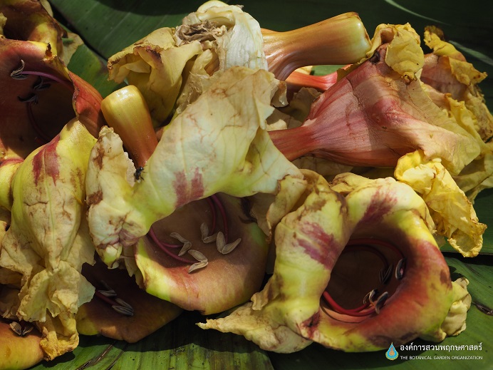 Markhamia Stipulata Standoff: Leaf Spots Siege—Protect Your Tropical Treasure Now!
