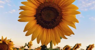 Sunflower Sizzle: Leaf Spots Threaten Your Garden's Sunshine—Fight Back for Floral Radiance Now!