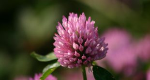 Red Clover Rampage: Powdery Mildew's Covert Attack - Protect Your Fields of Color!