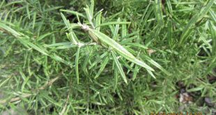 Rosemary Rumble: Leaf Spots Attack—Save Your Herb Garden's Crown Jewel Now!