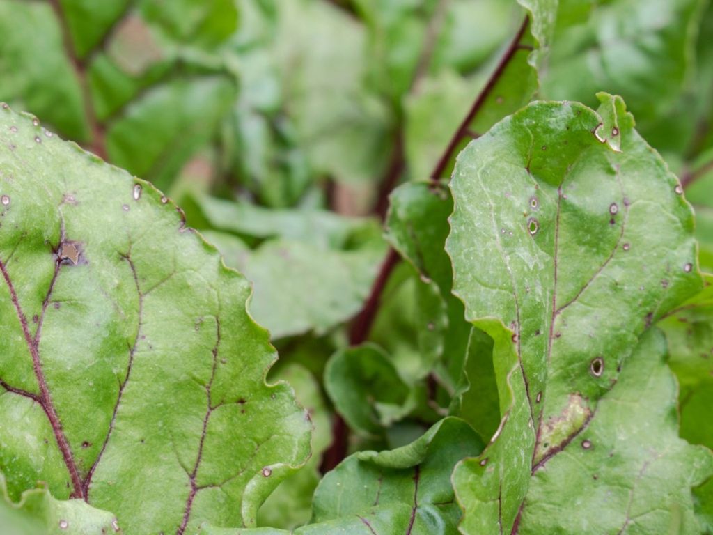 Broccoli Breakdown: Leaf Spots Invade—Save Your Cruciferous Champions Today!
