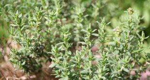 Thyme Tempest: Blight Strikes—Save Your Herb Garden's Fragrance Now!