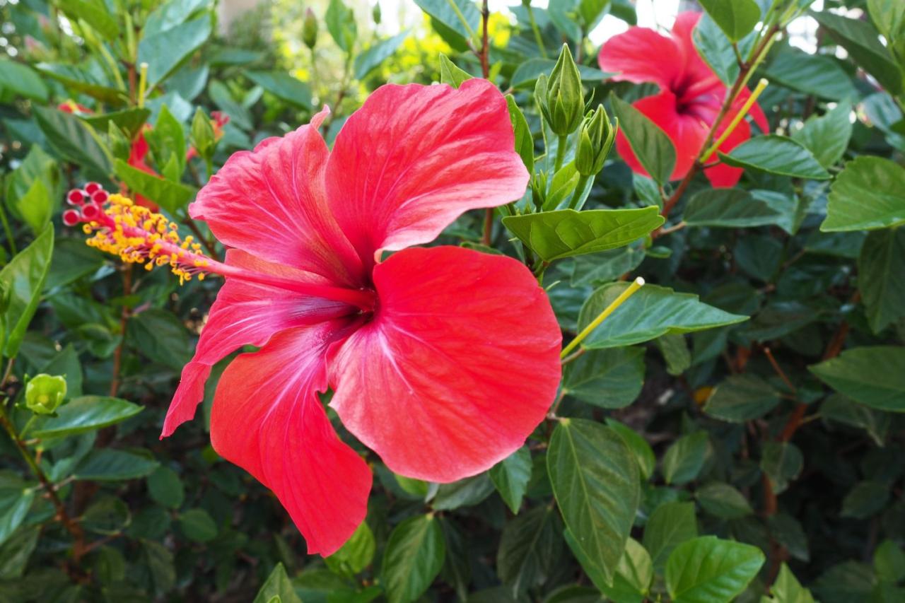 Chinese Hibiscus Havoc: Gray Mold Emergency—Rescue Your Exotic Blooms Now!
