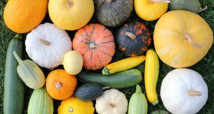 Squash S.O.S.: Blight on the Attack—Rescue Your Harvest and Save Your Season Now!