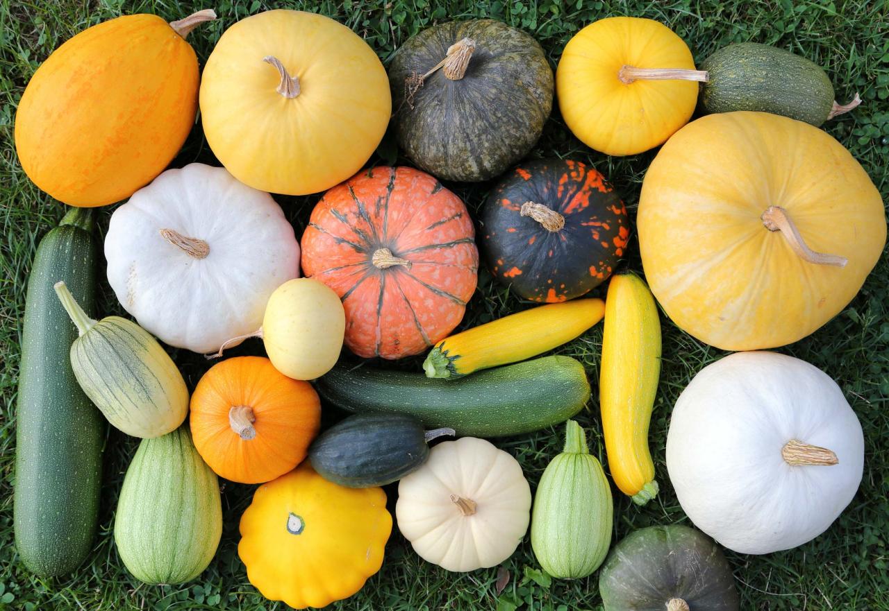 Squash S.O.S.: Blight on the Attack—Rescue Your Harvest and Save Your Season Now!

