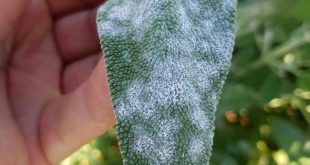 Sage Scare: Powdery Mildew's Silent Invasion - Don't Let It Taint Your Kitchen!
