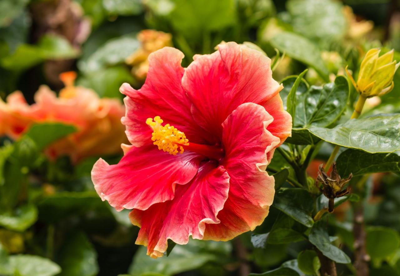 Chinese Hibiscus Hysteria: Leaf Spots Spell Trouble—Save Your Exotic Flowers Today!
