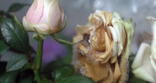 Rose Ravage: Botrytis Threatens Your Blooms—Fight Back for Floral Elegance Now!