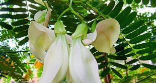 Sesbania Grandiflora Showdown: Blight Signals Danger—Save Your Exotic Blooms Now!
