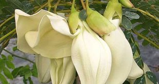 Sesbania Grandiflora Siege: Powdery Mildew's Sneaky Onslaught - Save Your Exotic Flowers!