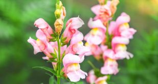 Snapdragon Standoff: Botrytis Threatens Your Colorful Crescendo—Protect Your Garden's Pride Now!