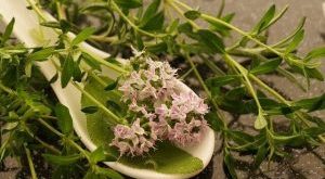 Thyme Under Attack! How to Save Your Herbs from the Deadly Powdery Plague!